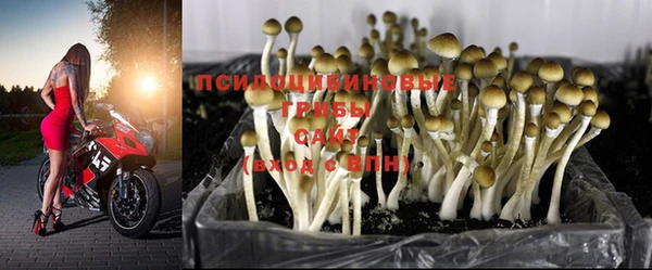 прущие грибы Сосновый Бор